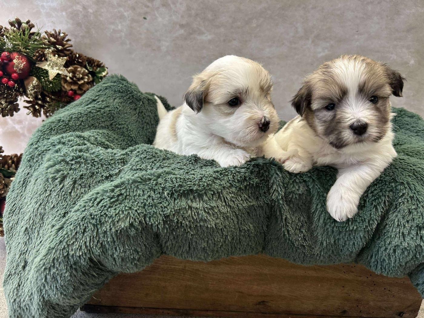 Du pré moussey - Chiots disponibles - Coton de Tulear