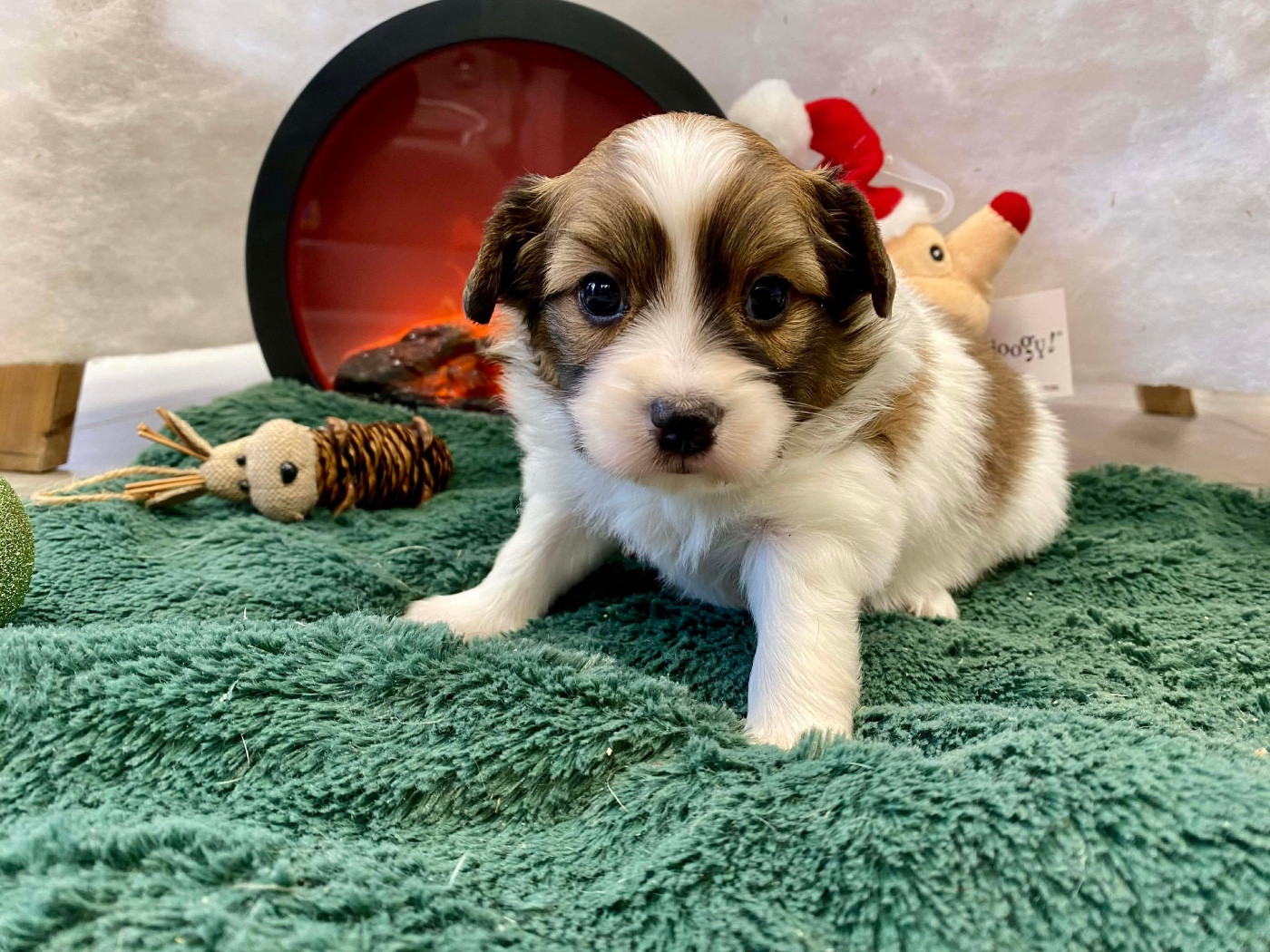 Du pré moussey - Chiots disponibles - Epagneul nain Continental (Papillon)