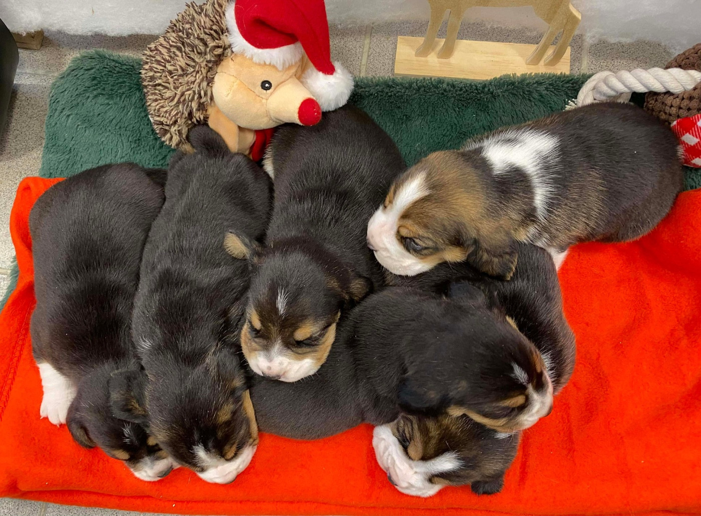 Du pré moussey - Chiots disponibles - Beagle