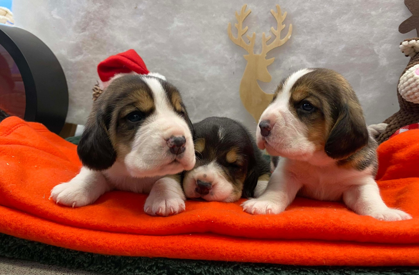 Du pré moussey - Chiots disponibles - Beagle