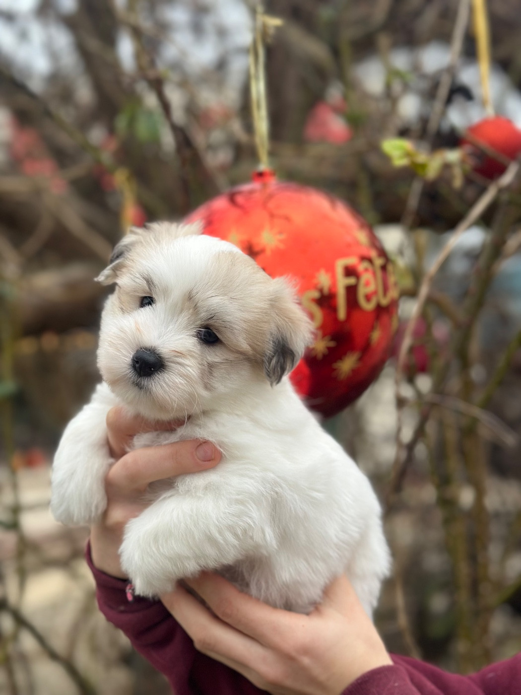 Du pré moussey - Chiots disponibles - Coton de Tulear