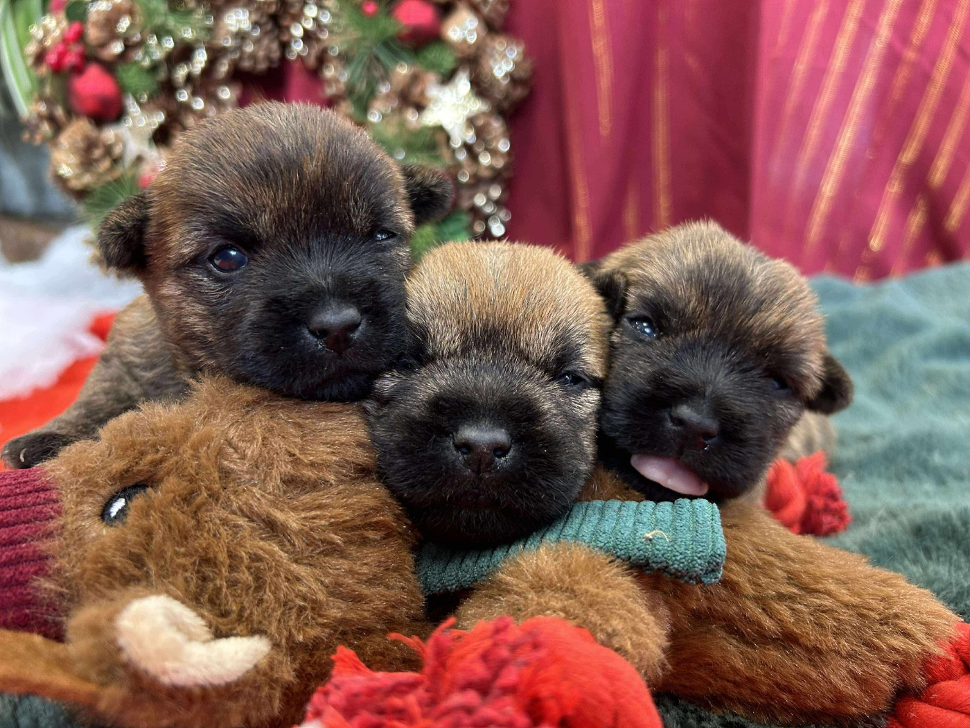 Du pré moussey - Chiots disponibles - Cairn Terrier