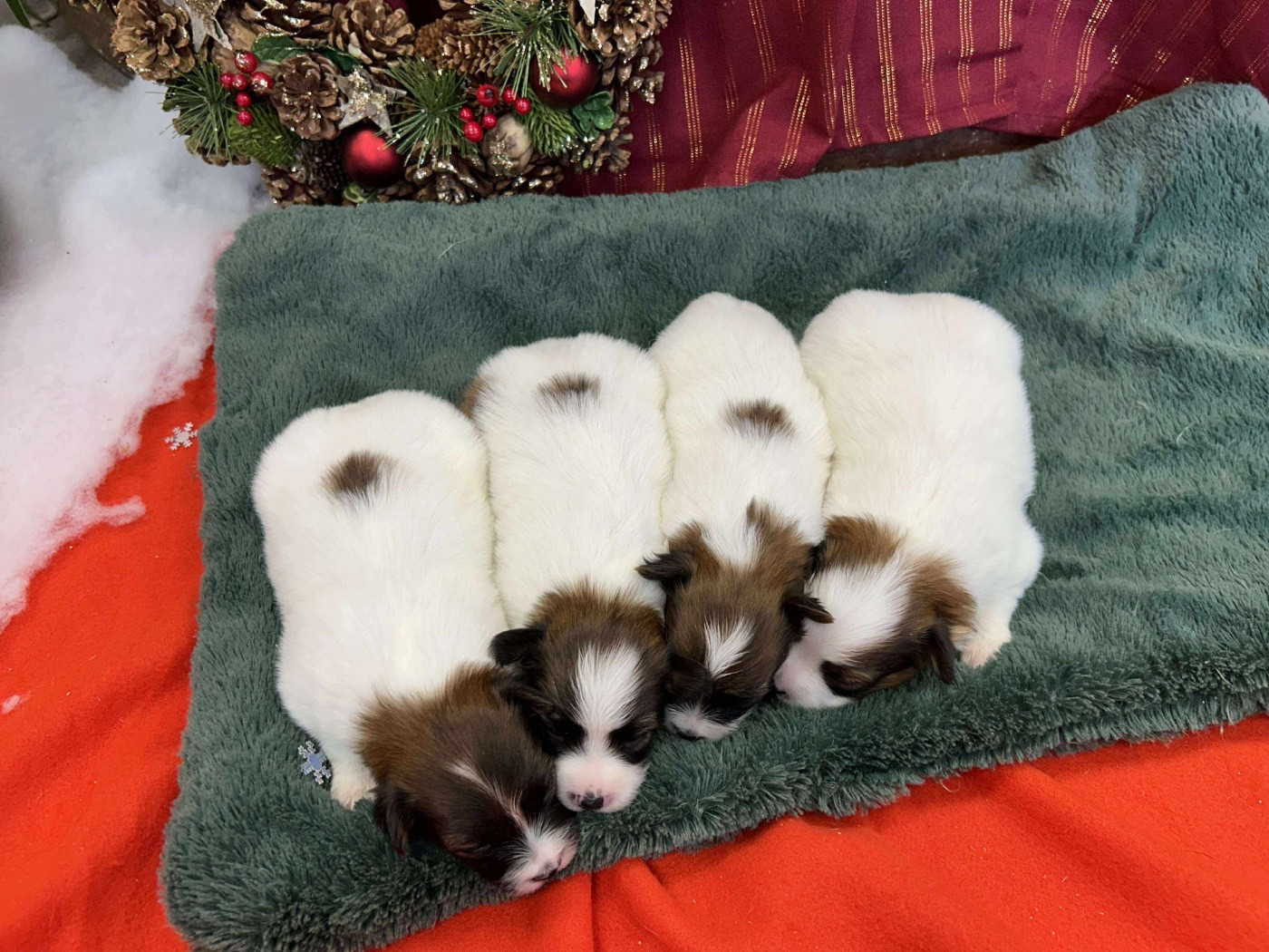 Du pré moussey - Chiots disponibles - Epagneul nain Continental (Papillon)