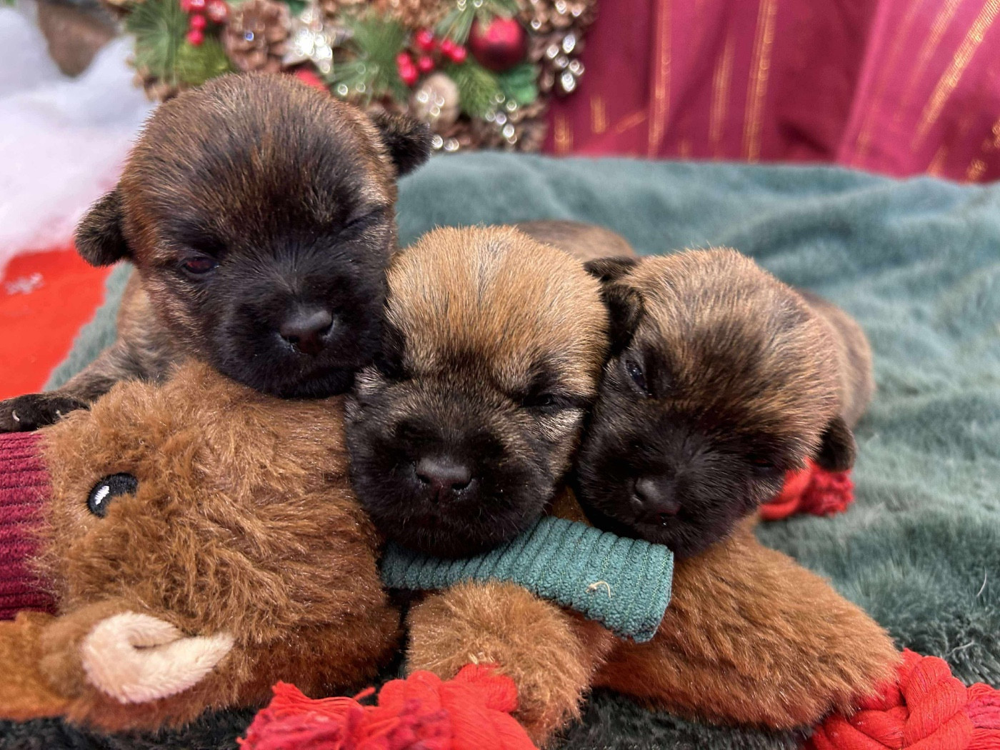 Du pré moussey - Chiots disponibles - Cairn Terrier