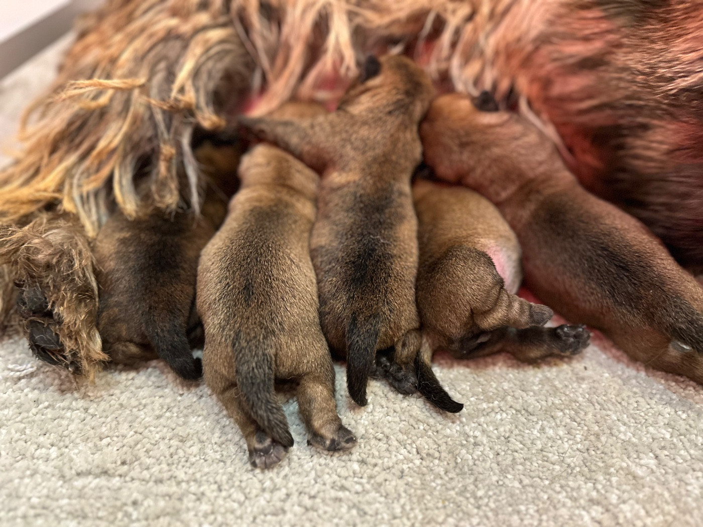 Du pré moussey - Chiots disponibles - Cairn Terrier