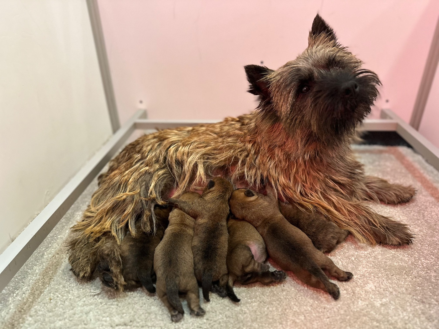Chiot Cairn Terrier Du pré moussey