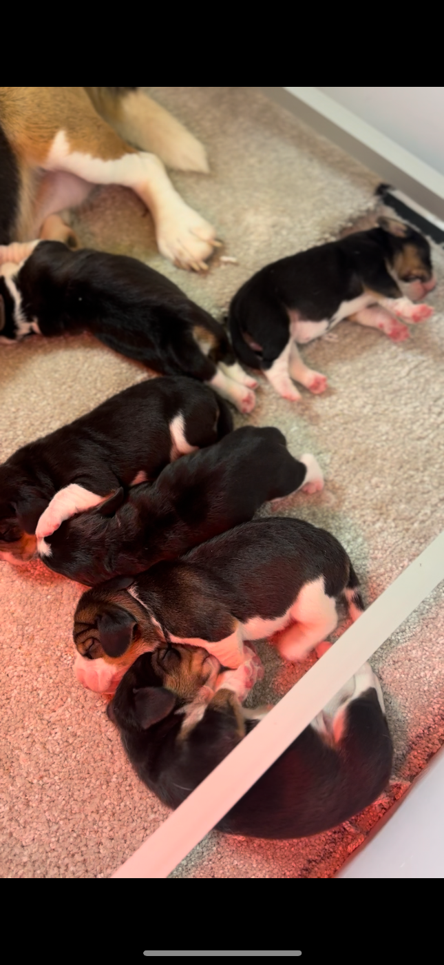 Chiot Beagle Du pré moussey