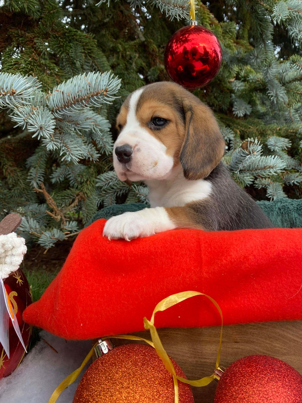 Du pré moussey - Chiots disponibles - Beagle