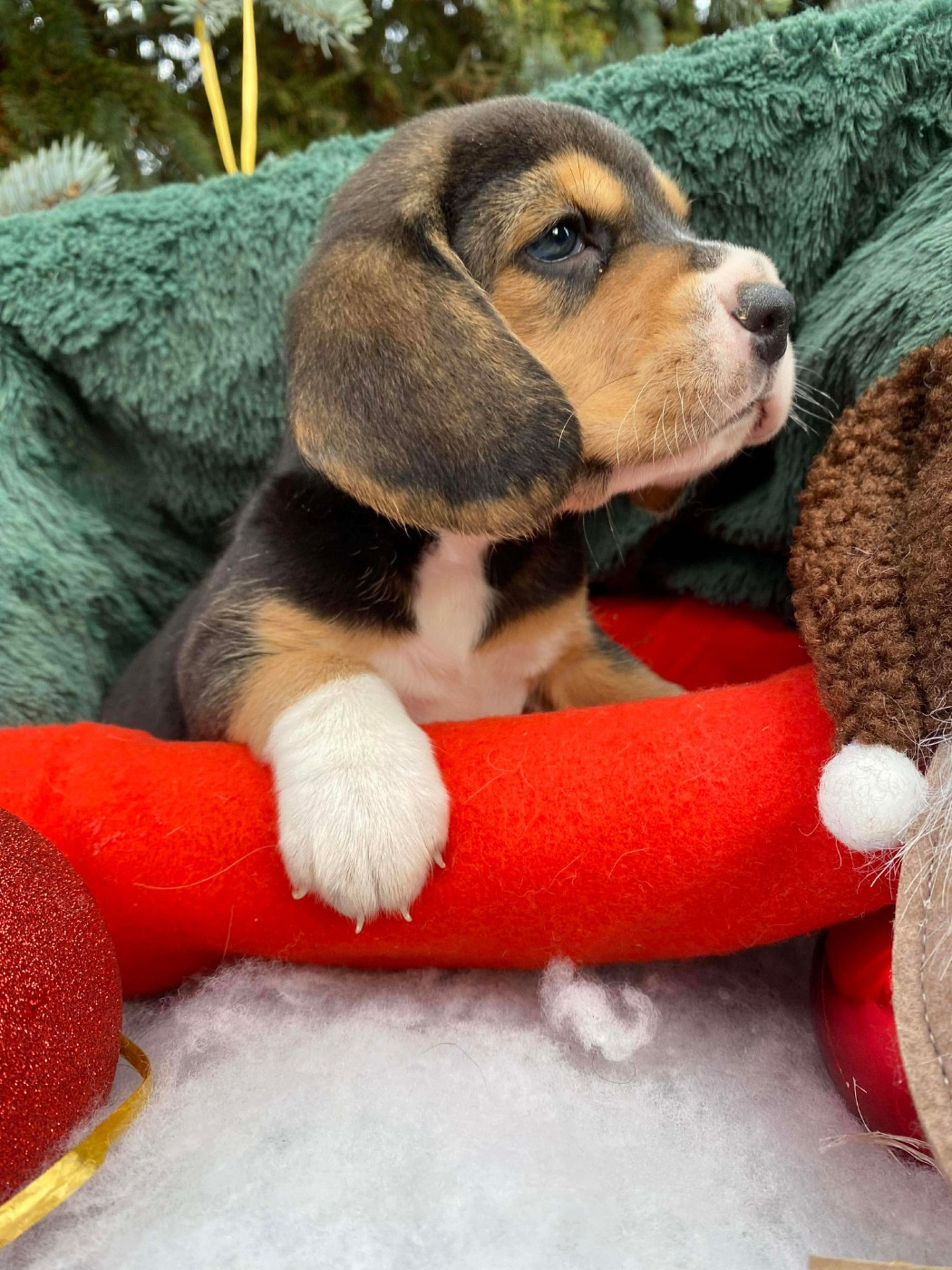 Du pré moussey - Chiots disponibles - Beagle