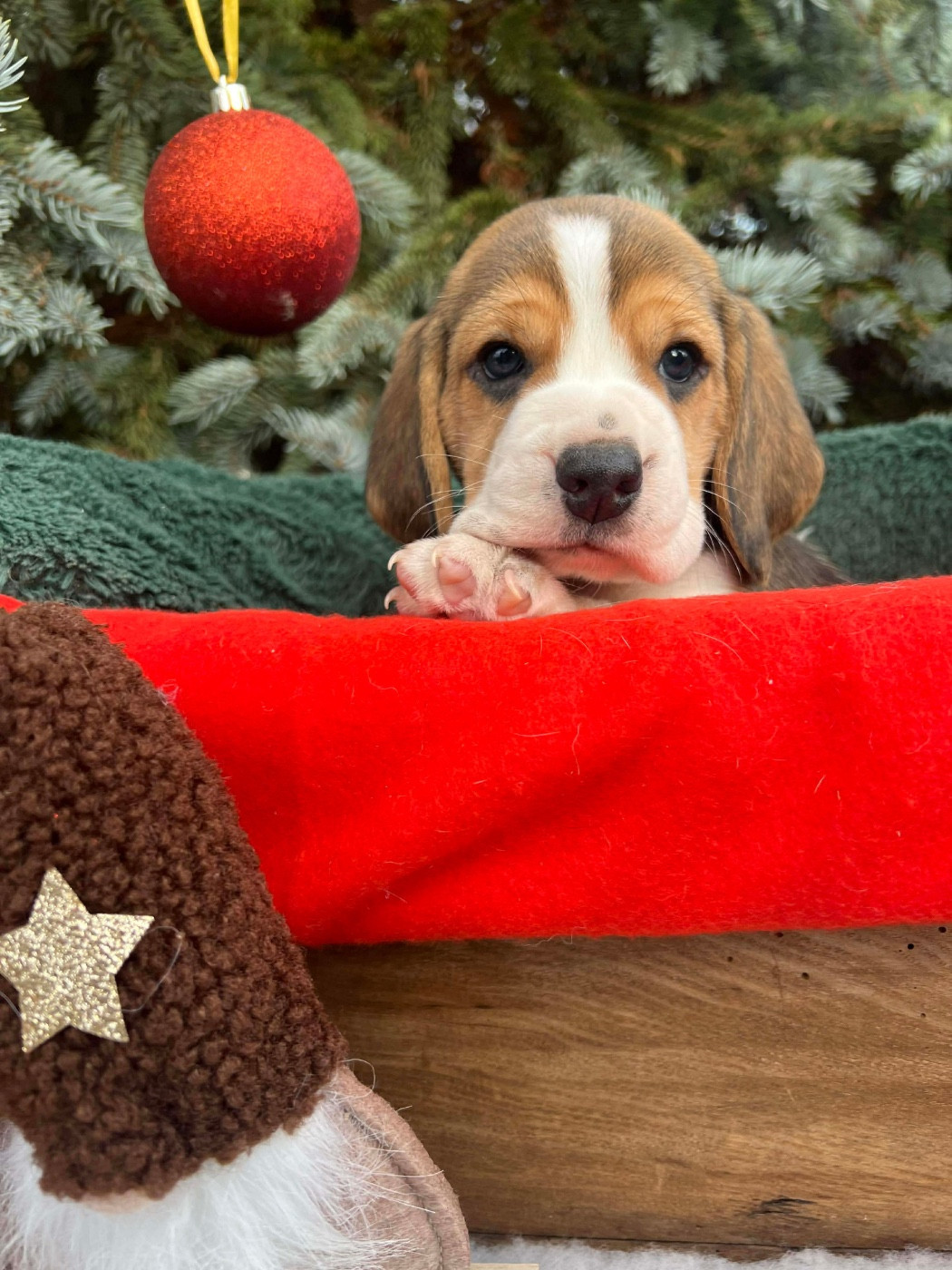 Du pré moussey - Chiots disponibles - Beagle