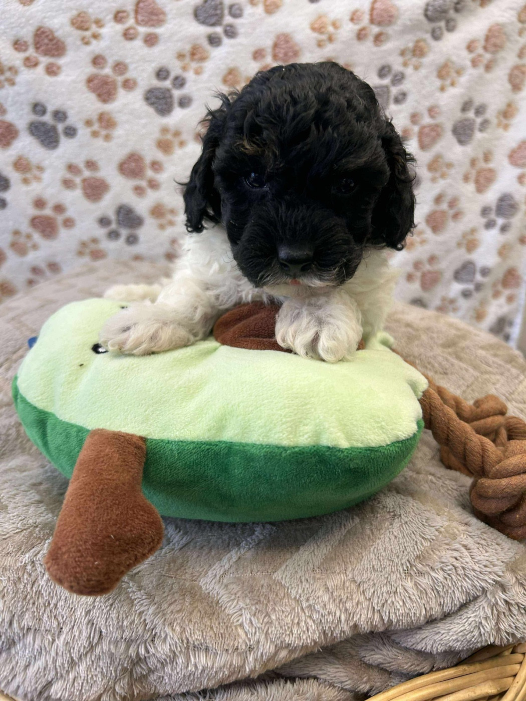 Du pré moussey - Chiots disponibles - Caniche