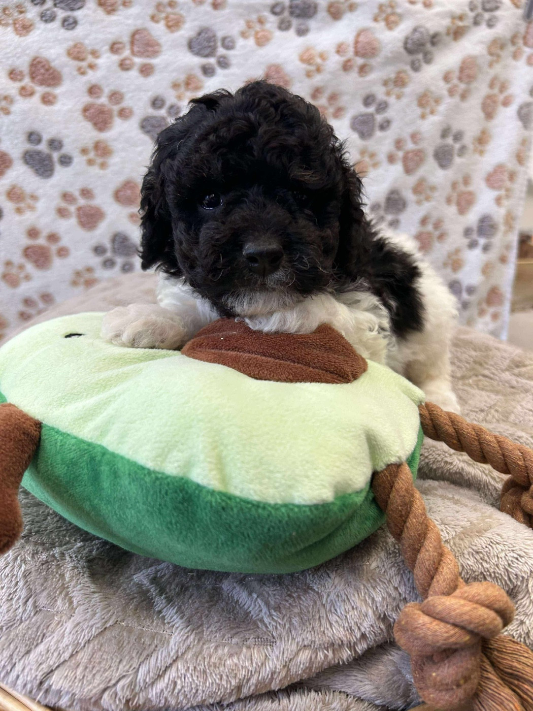 Du pré moussey - Chiots disponibles - Caniche