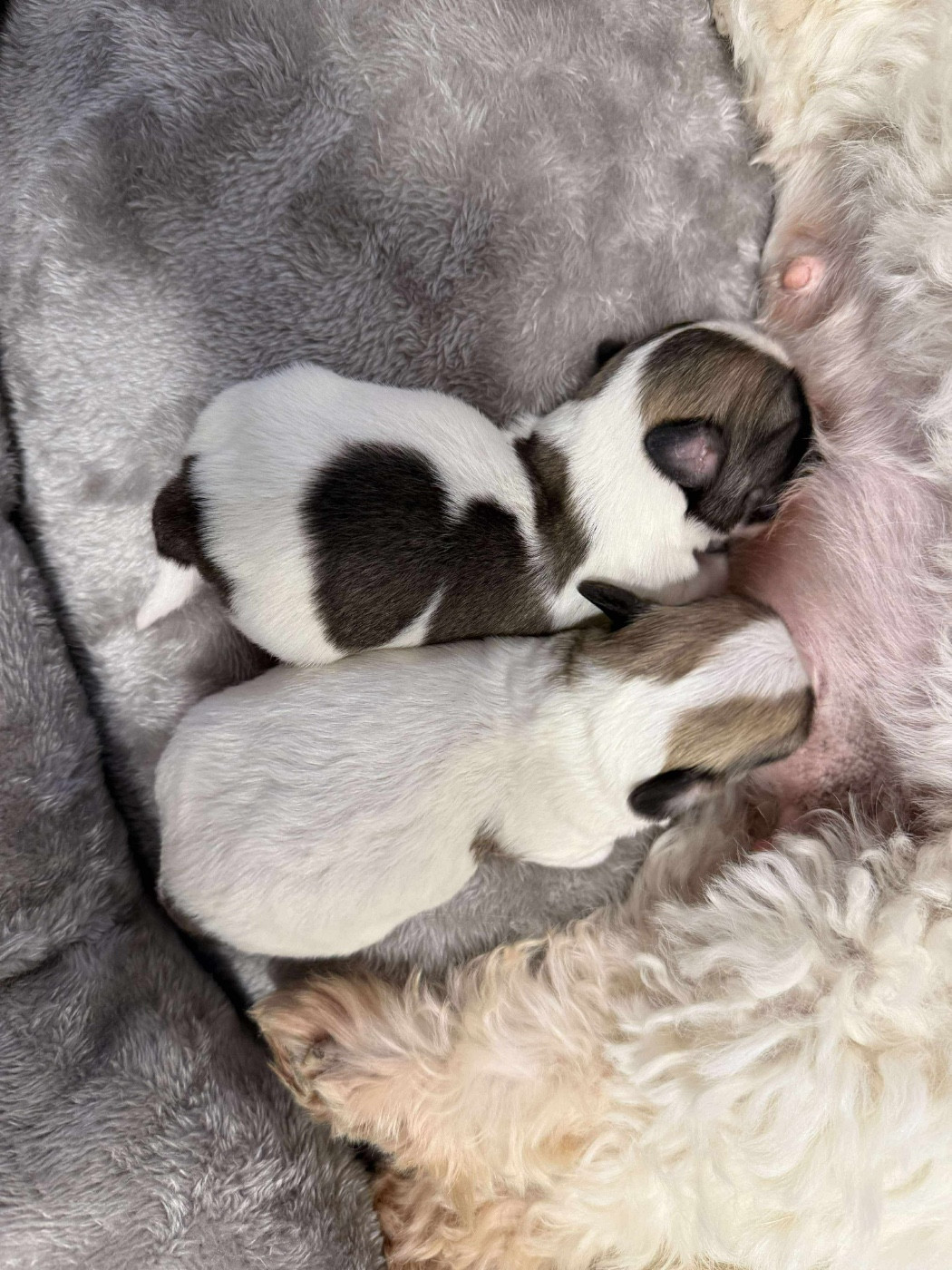 Du pré moussey - Chiots disponibles - Coton de Tulear