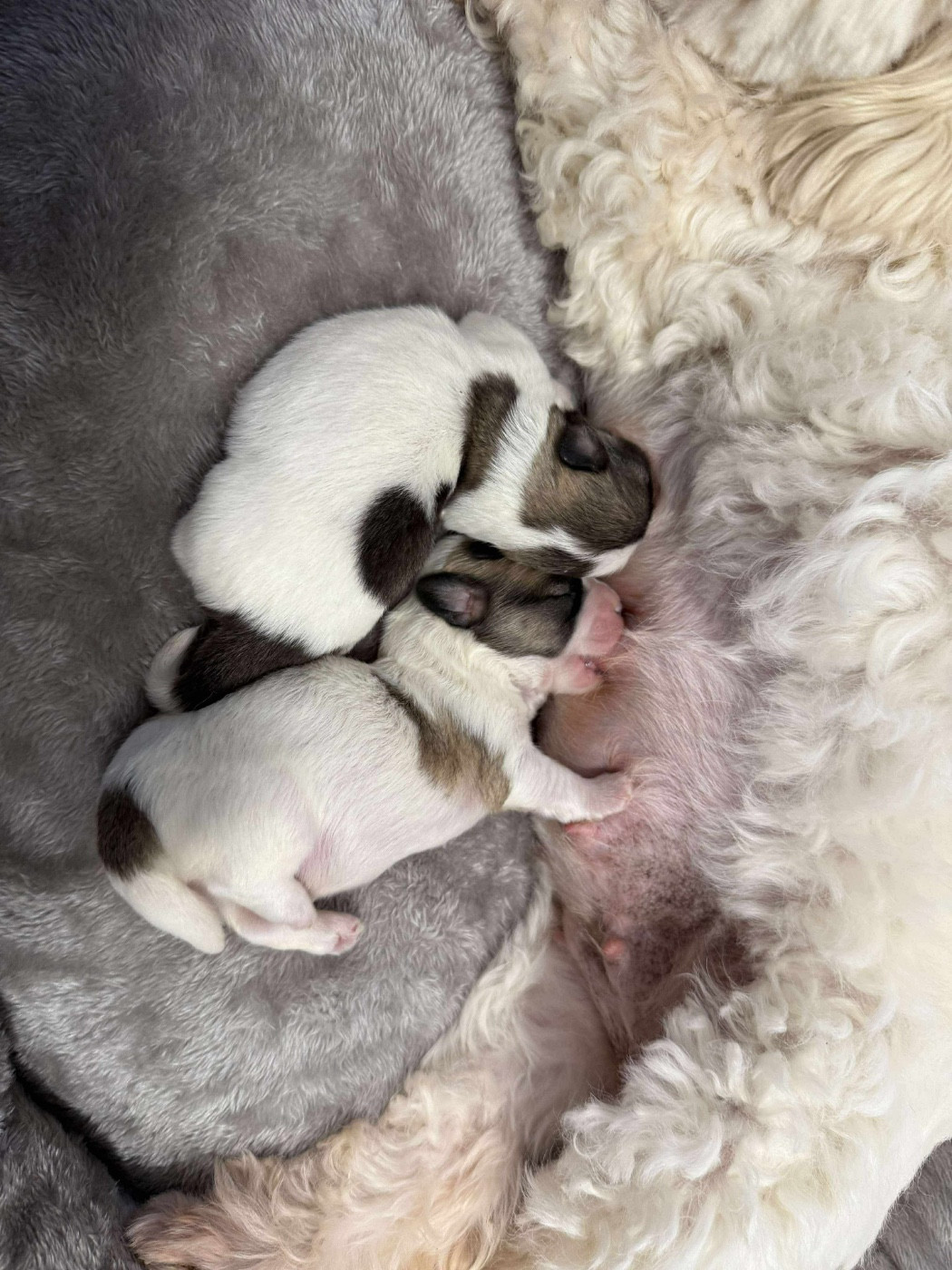 Chiot Coton de Tulear Du pré moussey