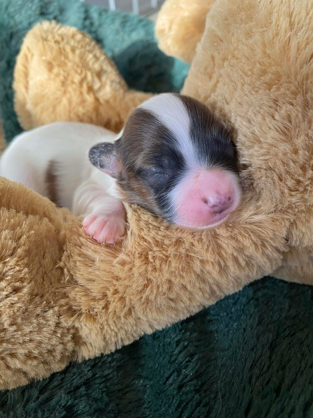 Du pré moussey - Chiots disponibles - Epagneul nain Continental (Papillon)