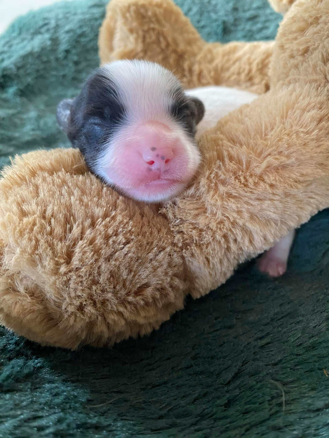 Du pré moussey - Chiots disponibles - Epagneul nain Continental (Papillon)