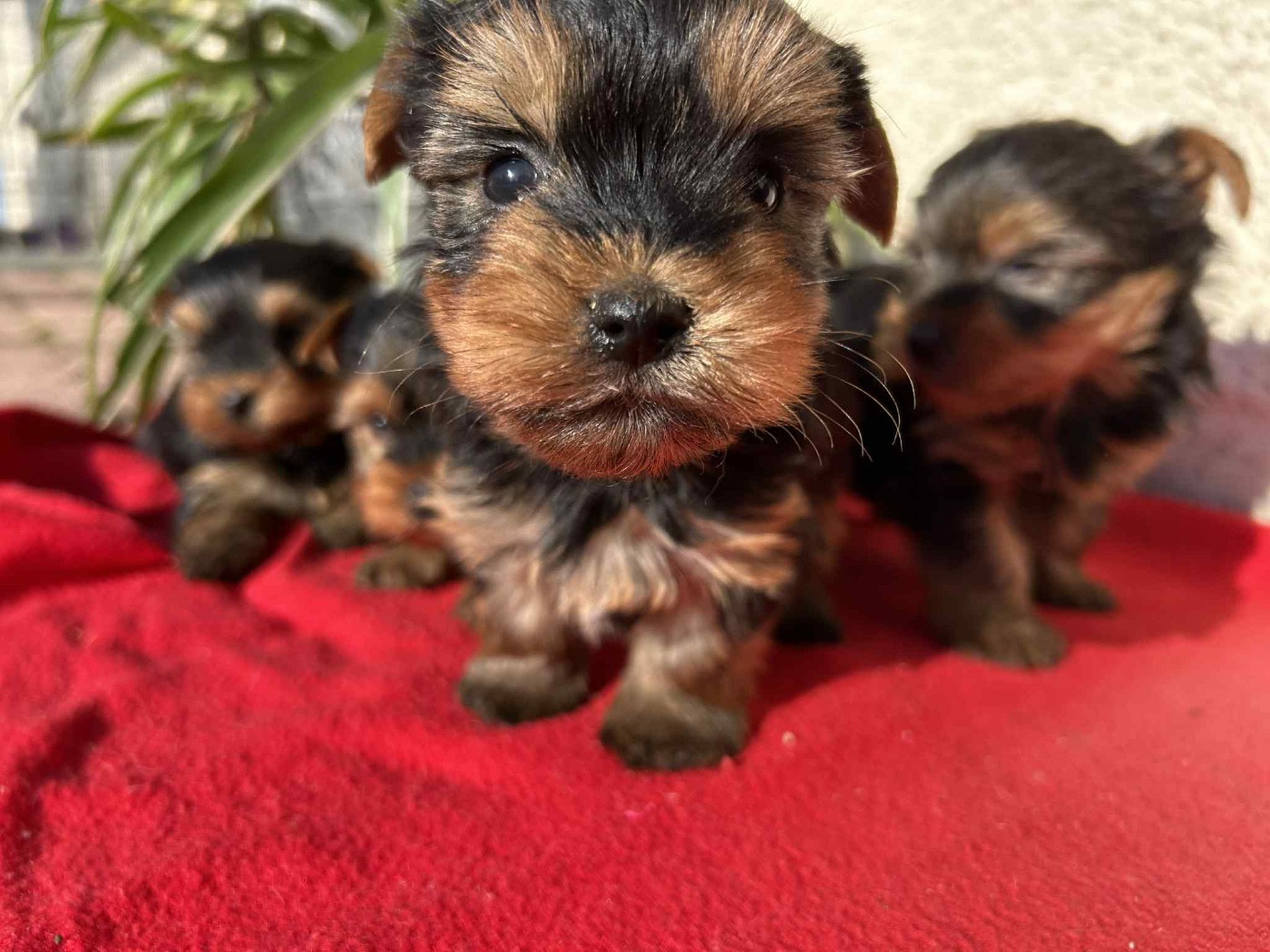 Du pré moussey - Chiots disponibles - Yorkshire Terrier