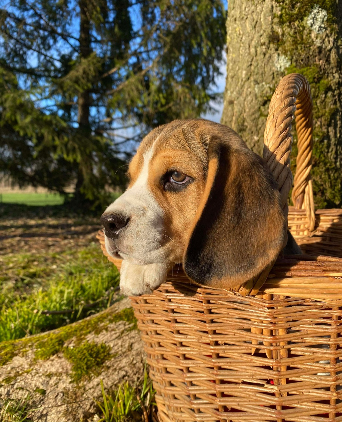 Du pré moussey - Chiots disponibles - Beagle