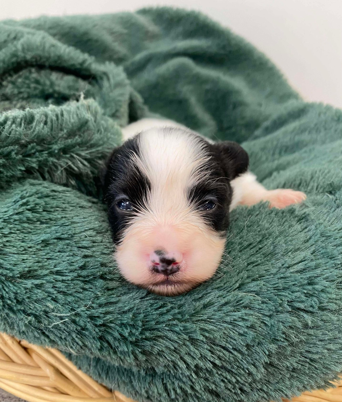 Du pré moussey - Chiots disponibles - Epagneul nain Continental (Papillon)