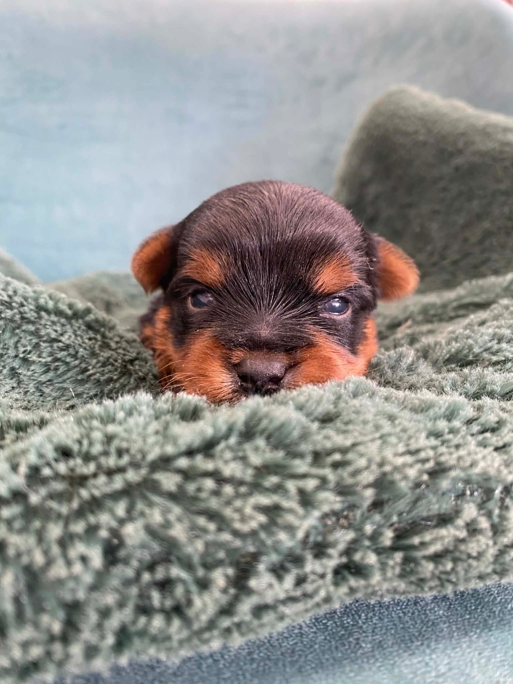 Du pré moussey - Chiots disponibles - Yorkshire Terrier