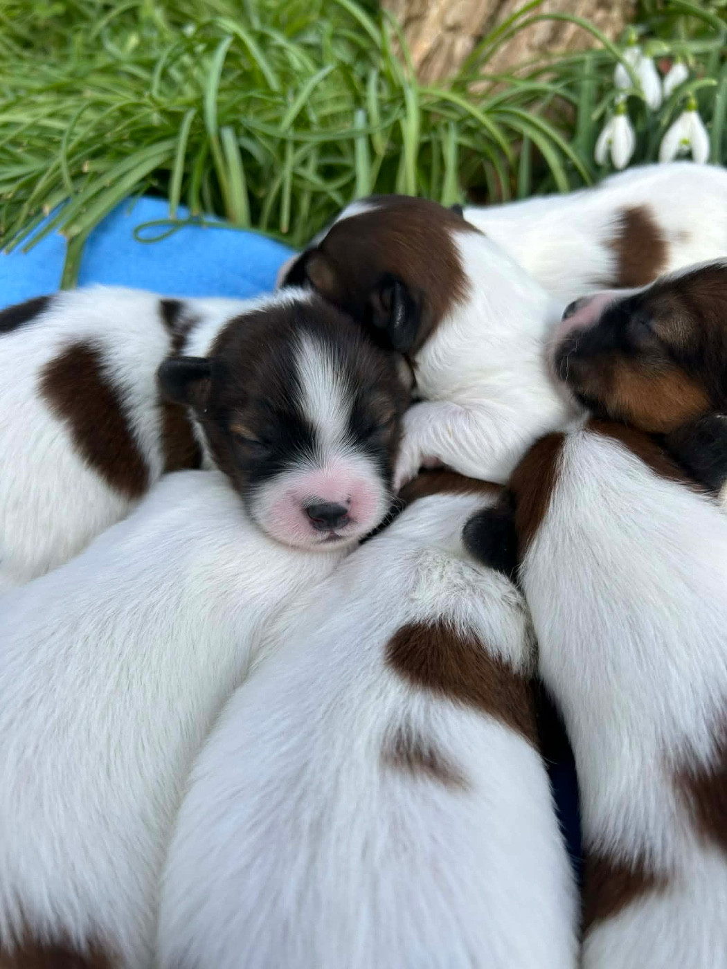 Du pré moussey - Chiots disponibles - Epagneul nain Continental (Papillon)