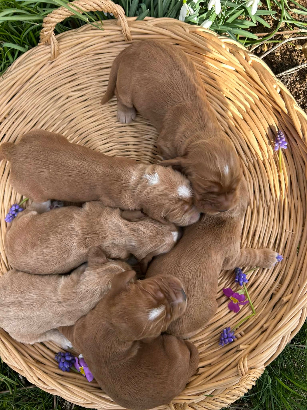 Chiot Cocker Spaniel Anglais Du pré moussey