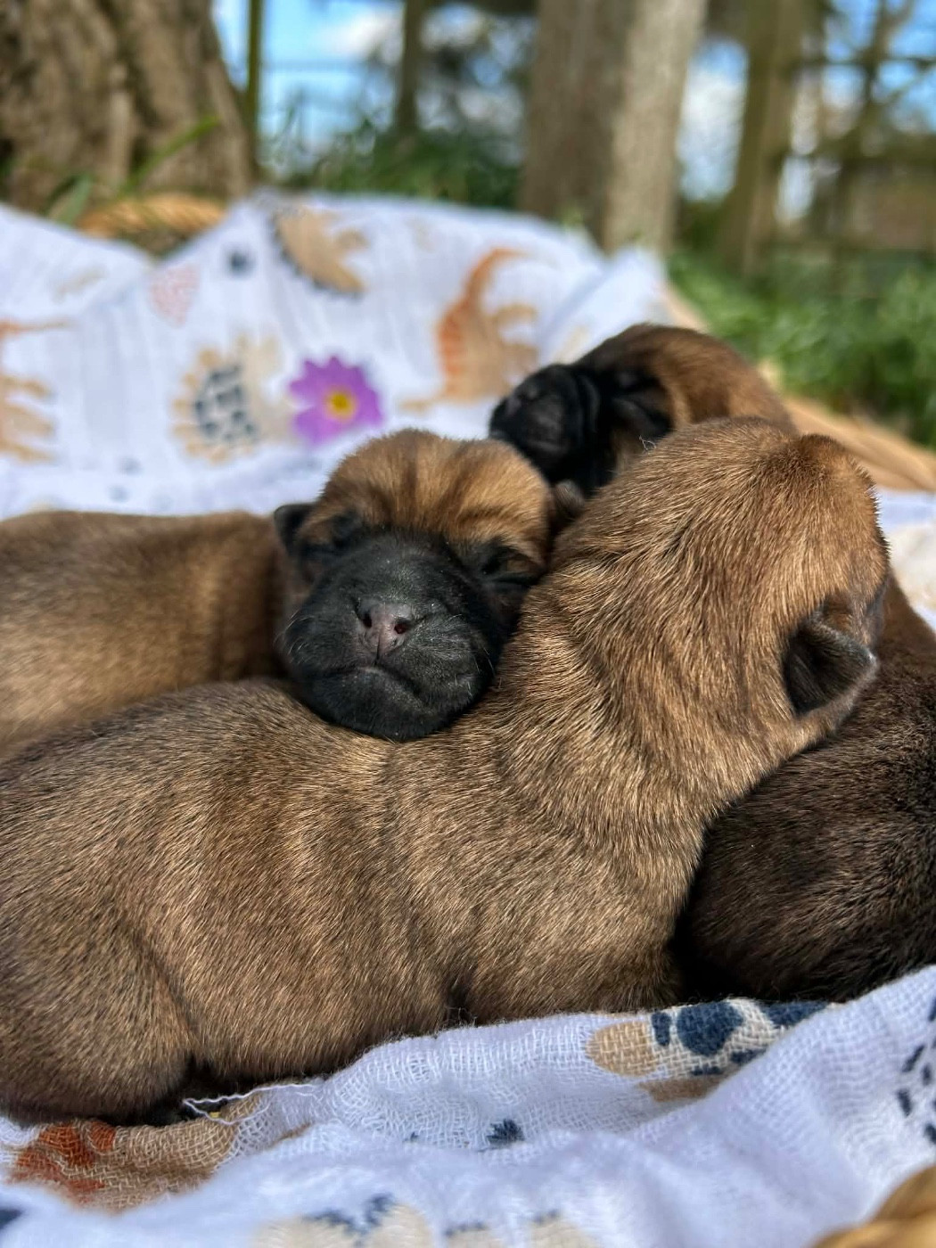 Du pré moussey - Chiots disponibles - Cairn Terrier