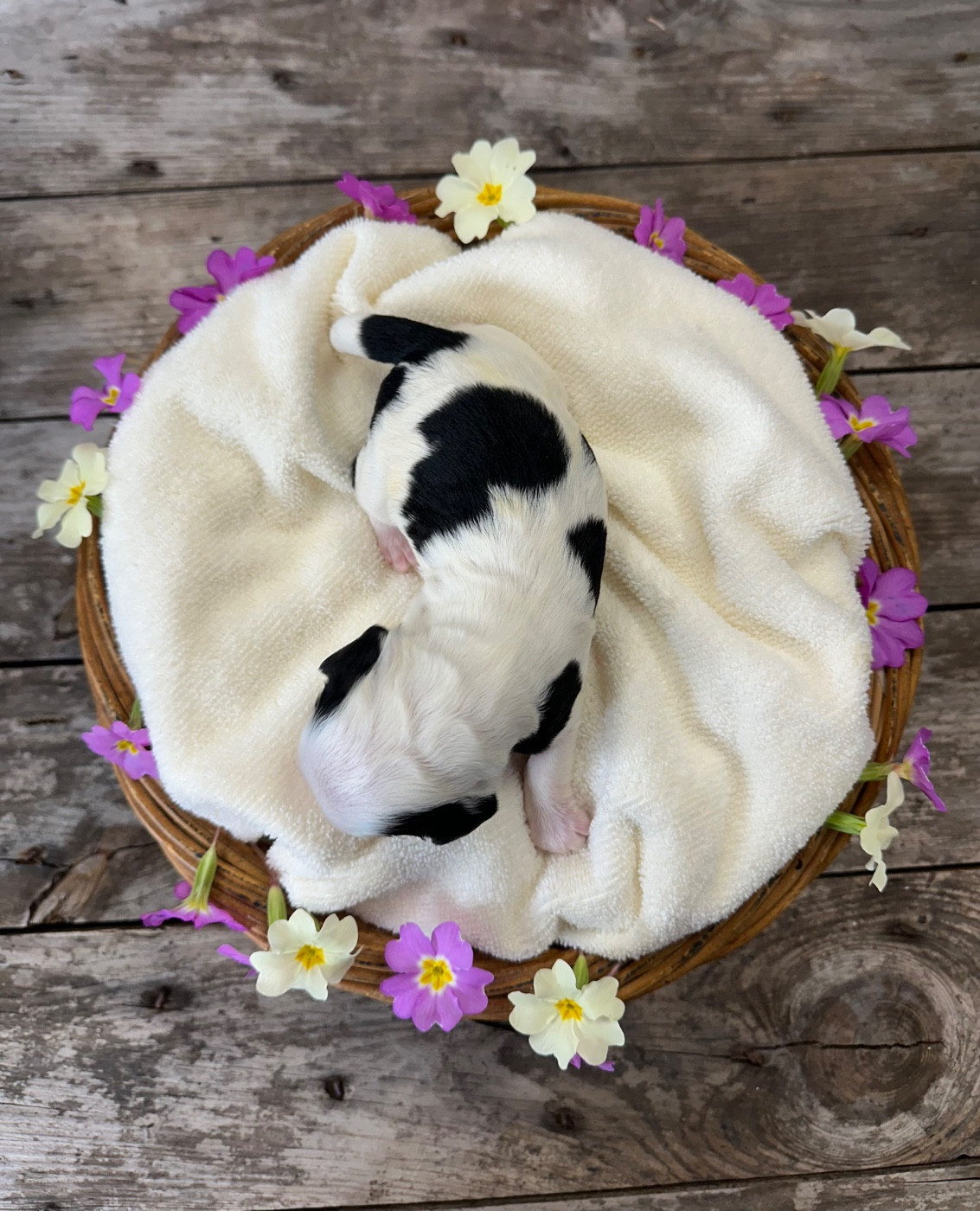 Du pré moussey - Chiots disponibles - Cocker Spaniel Anglais