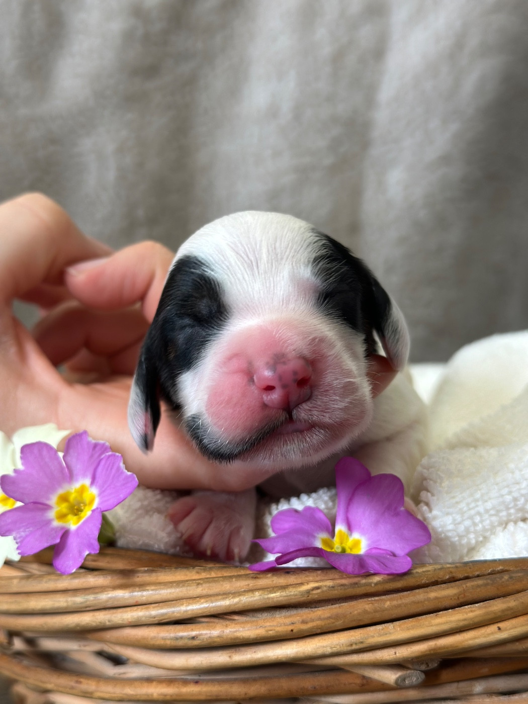 Du pré moussey - Chiots disponibles - Cocker Spaniel Anglais