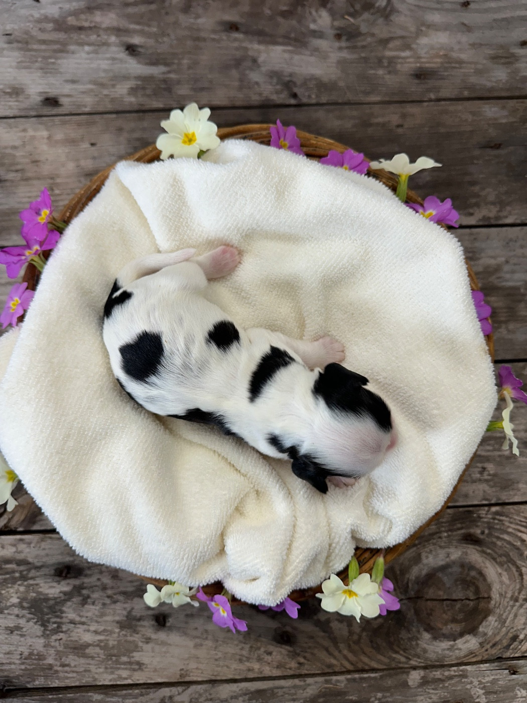 Du pré moussey - Chiots disponibles - Cocker Spaniel Anglais