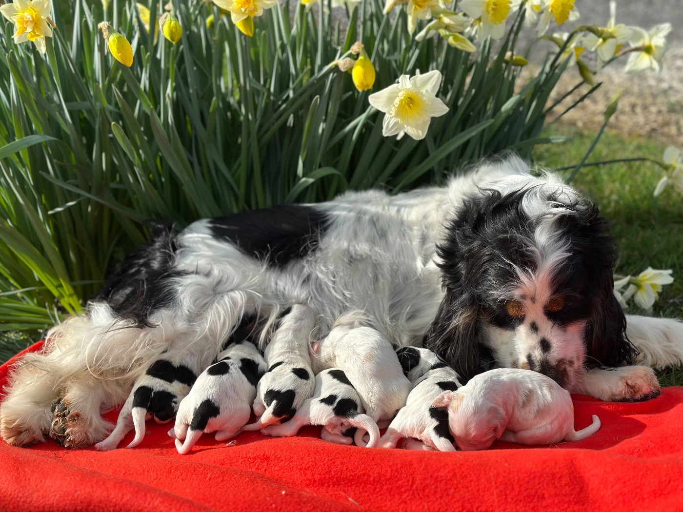 Chiot Cocker Spaniel Anglais Du pré moussey