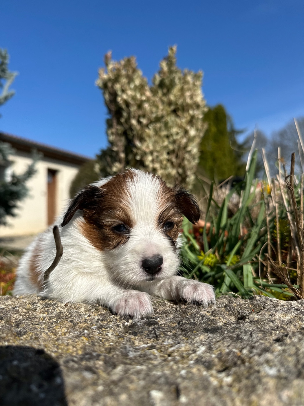 Du pré moussey - Chiots disponibles - Epagneul nain Continental (Papillon)