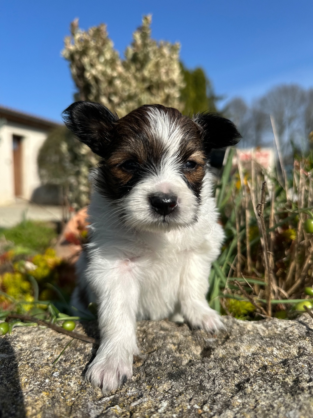 Du pré moussey - Chiots disponibles - Epagneul nain Continental (Papillon)