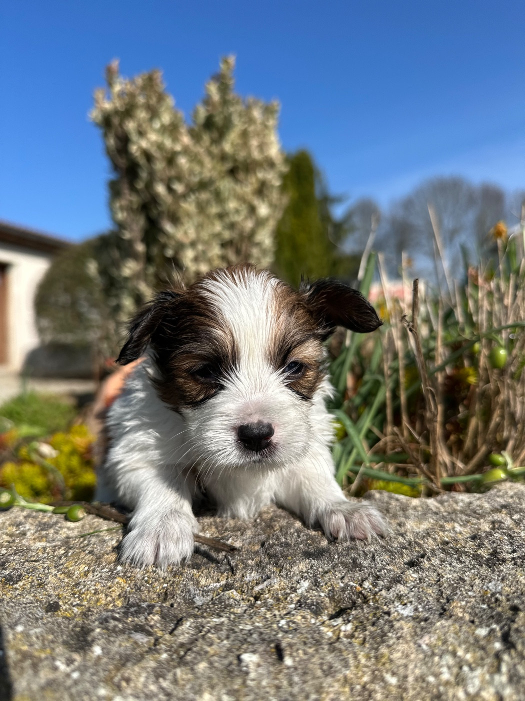 Du pré moussey - Chiots disponibles - Epagneul nain Continental (Papillon)