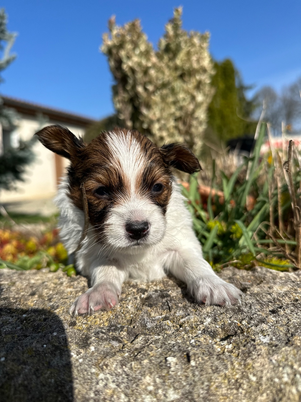 Du pré moussey - Chiots disponibles - Epagneul nain Continental (Papillon)