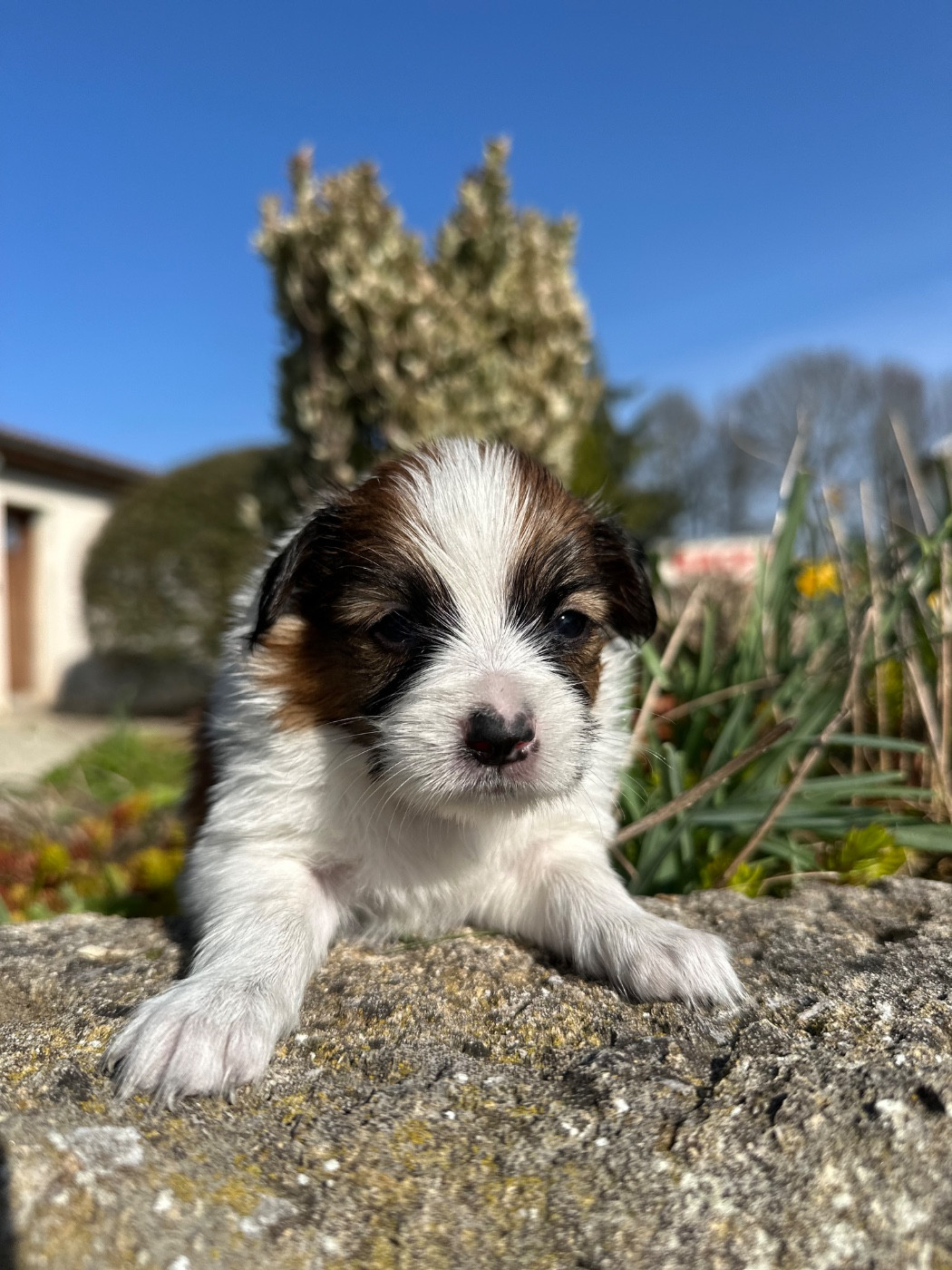 Du pré moussey - Chiots disponibles - Epagneul nain Continental (Papillon)