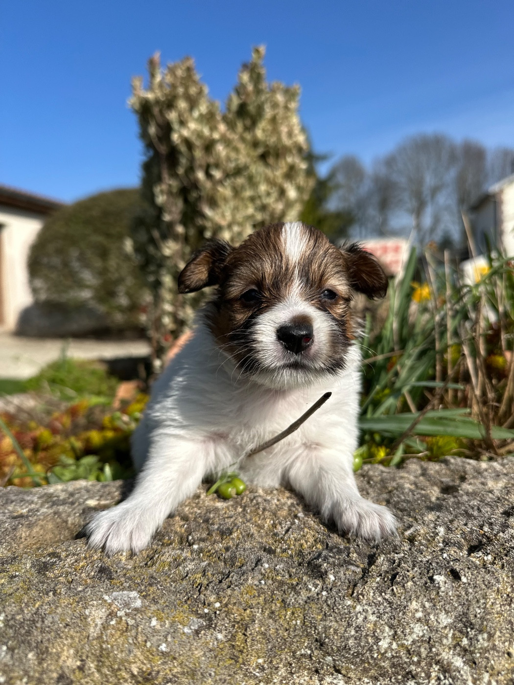 Du pré moussey - Chiots disponibles - Epagneul nain Continental (Papillon)