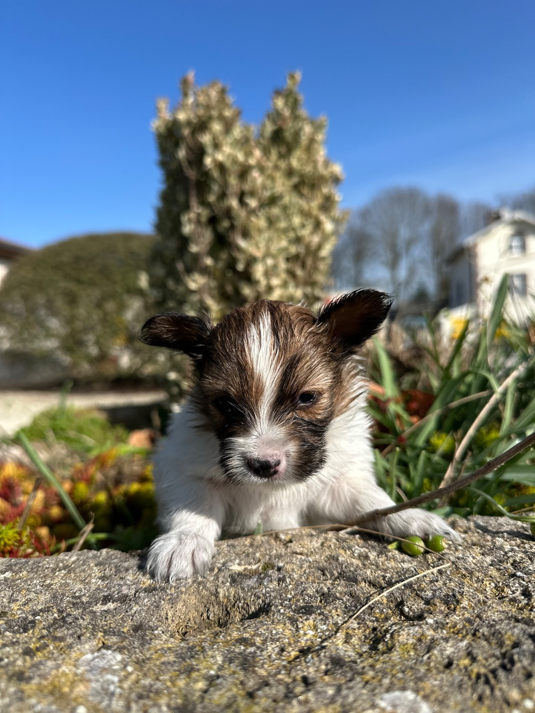 Du pré moussey - Chiots disponibles - Epagneul nain Continental (Papillon)