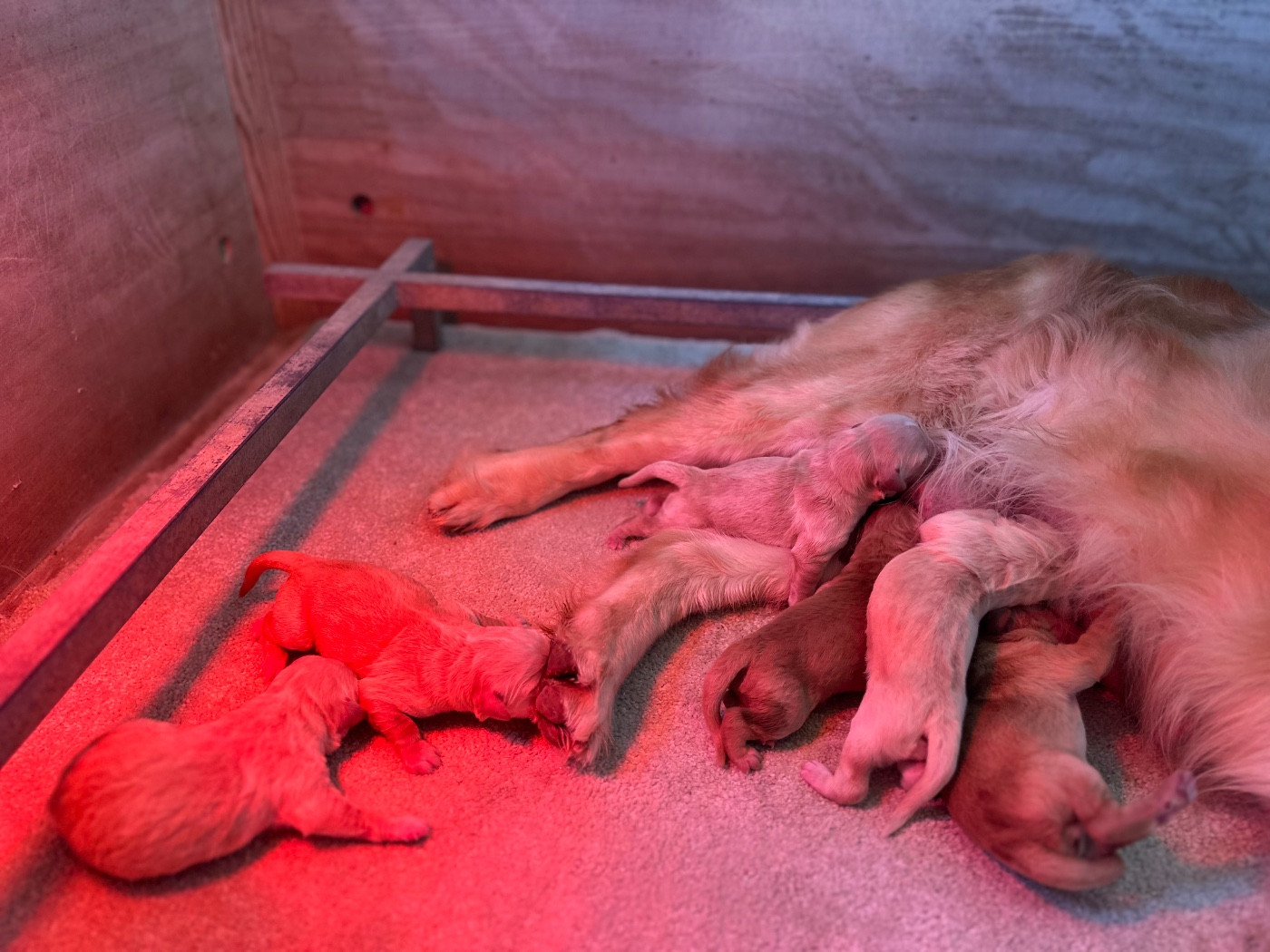 Du pré moussey - Chiots disponibles - Golden Retriever