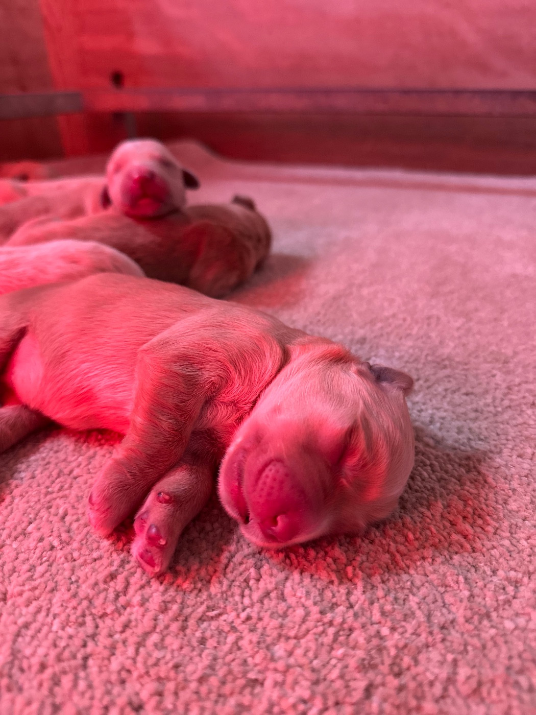 Du pré moussey - Chiots disponibles - Golden Retriever