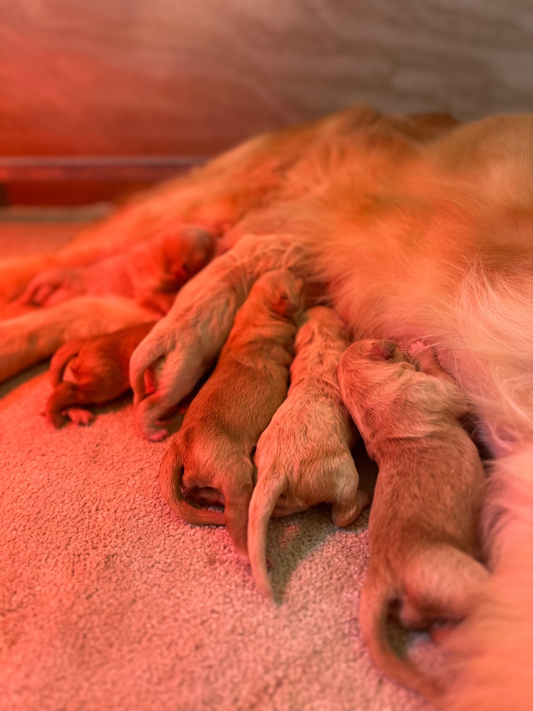 Chiot Golden Retriever Du pré moussey