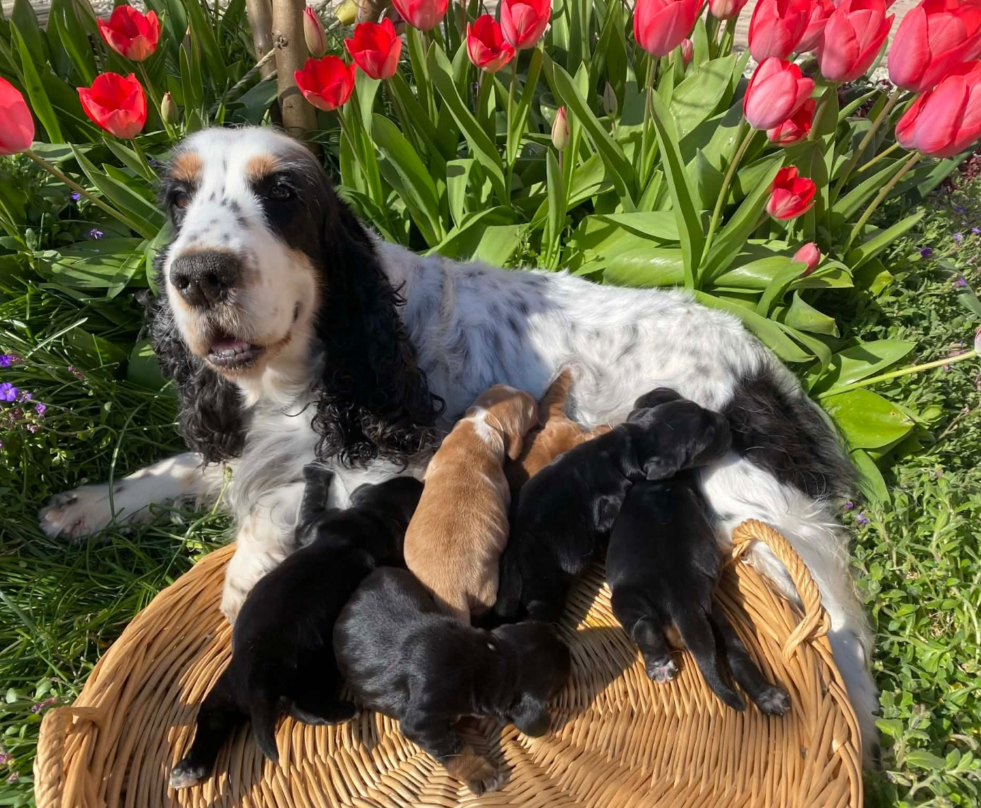 Chiot Cocker Spaniel Anglais Du pré moussey