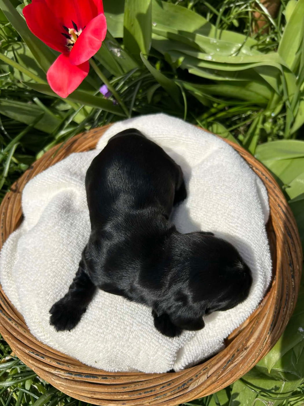 Du pré moussey - Chiots disponibles - Cocker Spaniel Anglais