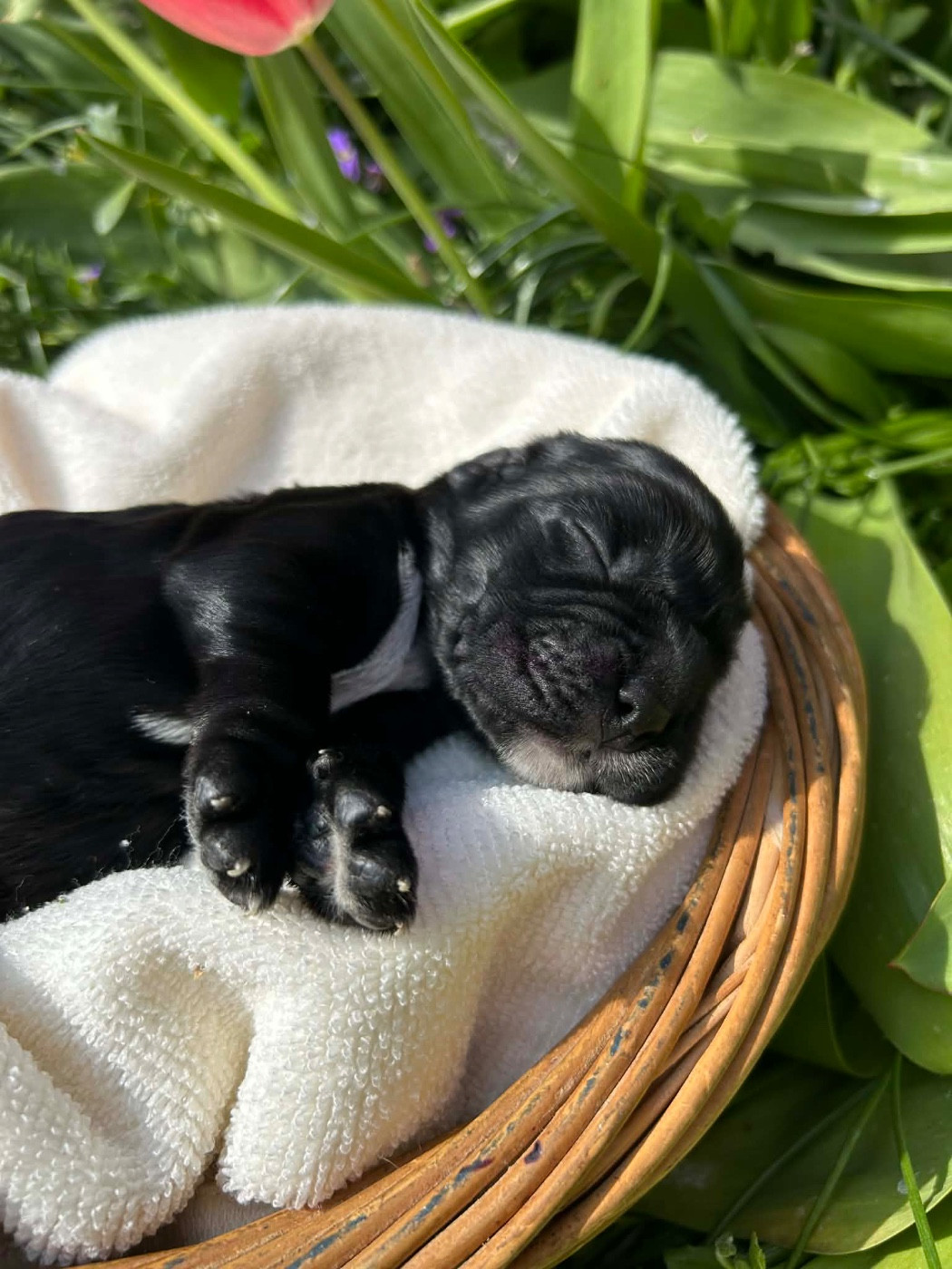 Du pré moussey - Chiots disponibles - Cocker Spaniel Anglais