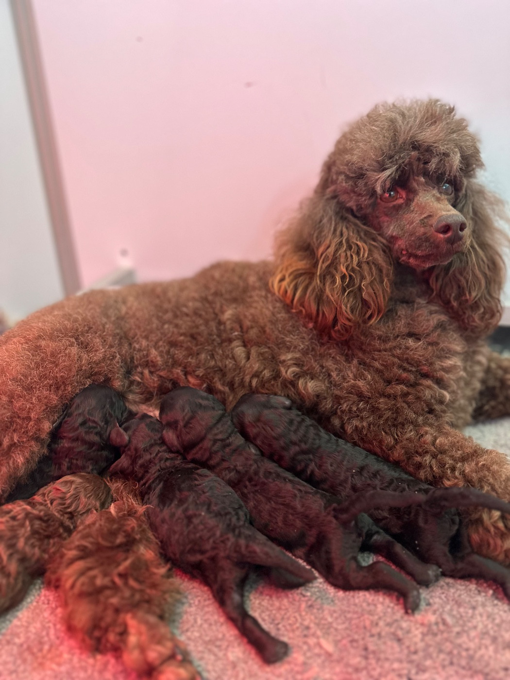 Chiot Caniche Du pré moussey