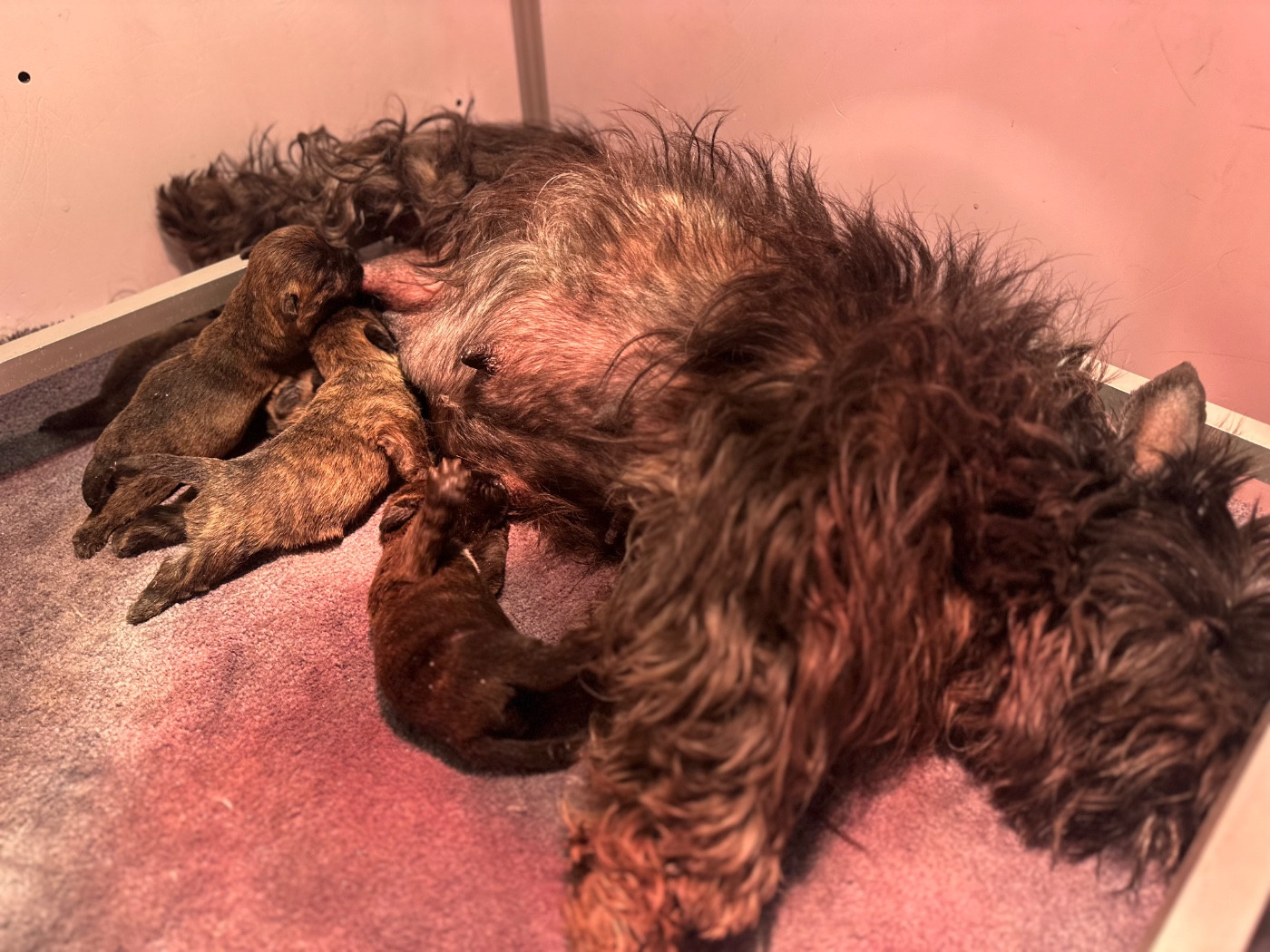 Chiot Cairn Terrier Du pré moussey