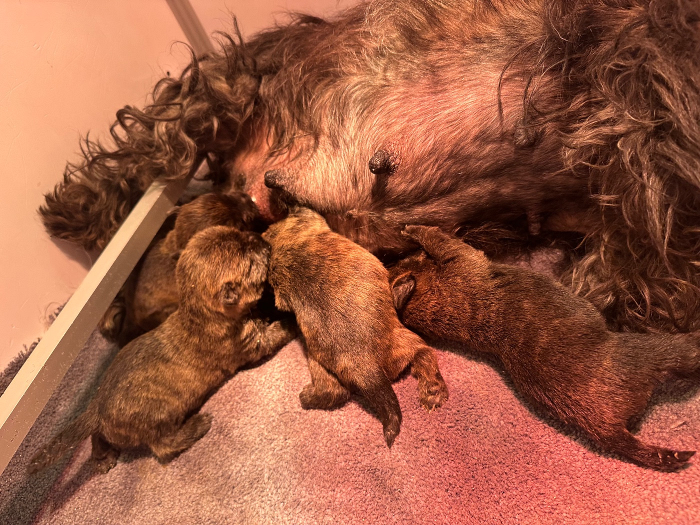 Du pré moussey - Chiots disponibles - Cairn Terrier