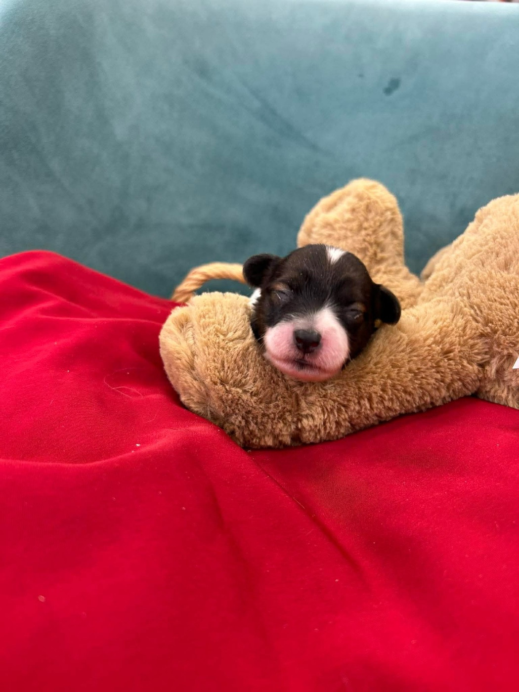 Du pré moussey - Chiots disponibles - Epagneul nain Continental (Papillon)