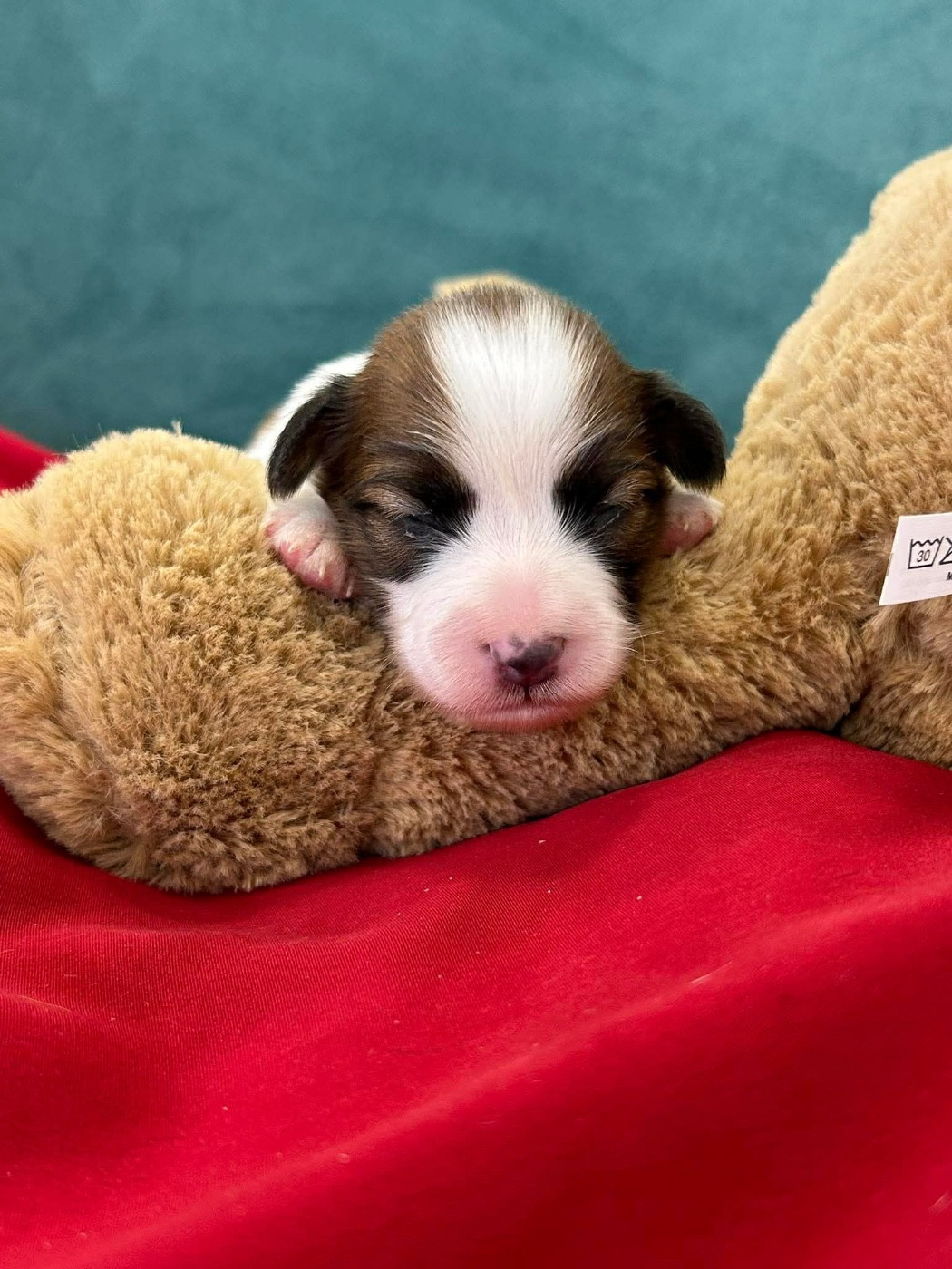 Du pré moussey - Chiots disponibles - Epagneul nain Continental (Papillon)