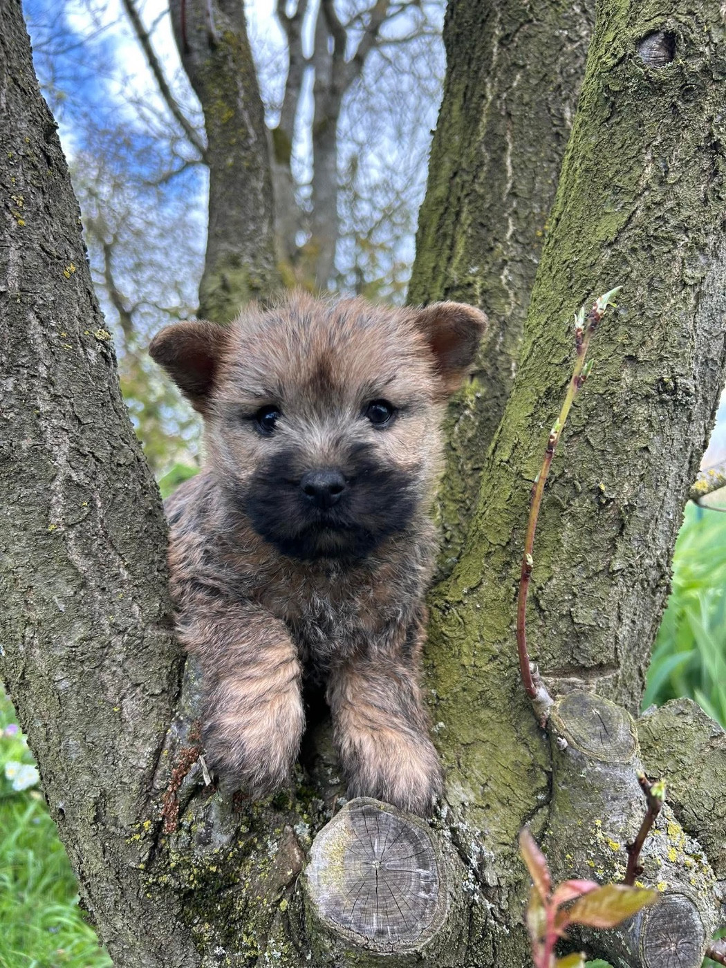 Du pré moussey - Chiots disponibles - Cairn Terrier
